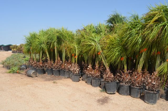Donan al Ayuntamiento unos 2.000 pinos y 500 palmeras que serán replantadas en todo el municipio