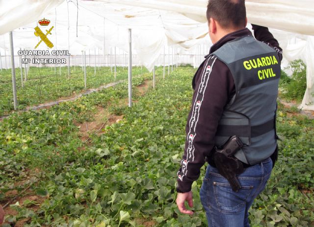 La Guardia Civil desmantela una plantación de marihuana sembrada en un melonar