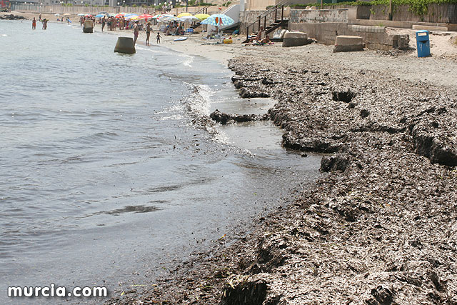 Algas en otra playa de La Manga del Mar Menor, en San Javier / Murcia.com