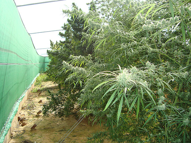 Imagen de las plantaciones en el interior del invernadero y de un operario municipal trabajando en su retirada y en presencia de los agentes de la Guardia Civil y Policía Local