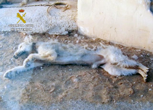 La Guardia Civil detiene a un pastor como presunto responsable de la muerte de un perro y la desnutrición de otro