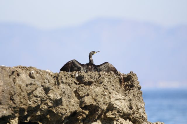 Medio Ambiente censa más de 7.700 aves invernantes en los espacios naturales protegidos próximos a la base aérea de San Javier
