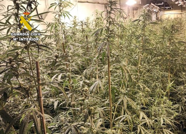 La Guardia Civil desarticula en San Javier un grupo delictivo dedicado a la producción a gran escala de marihuana