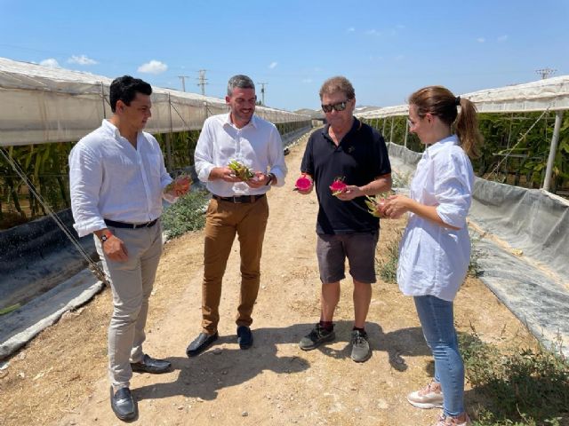 San Javier entre los tres municipios con más producción de pitaya