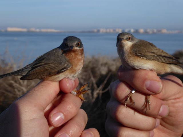 Anillamiento a puertas abiertas y resumen de la campaña de isla Glosa para celebrar el Día Mundial de las Aves Migratorias