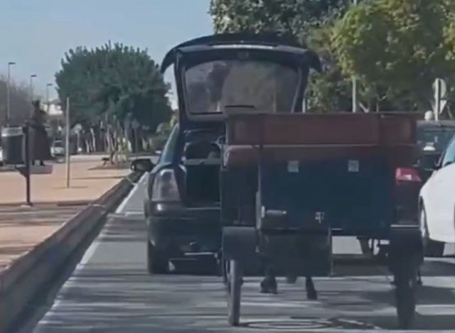 IU-Verdes exige contundencia ante el maltrato a un burro en San Javier y pide más control sobre el bienestar animal