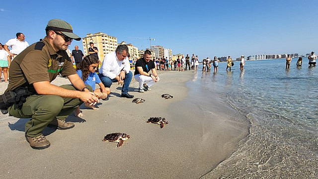 Culmina la liberación de los 84 ejemplares de tortuga boba del nido de El Pedruchillo en La Manga del Mar Menor