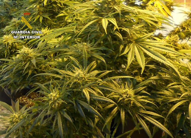 La Guardia Civil desmantela en San Javier un grupo delictivo dedicado al tráfico de droga