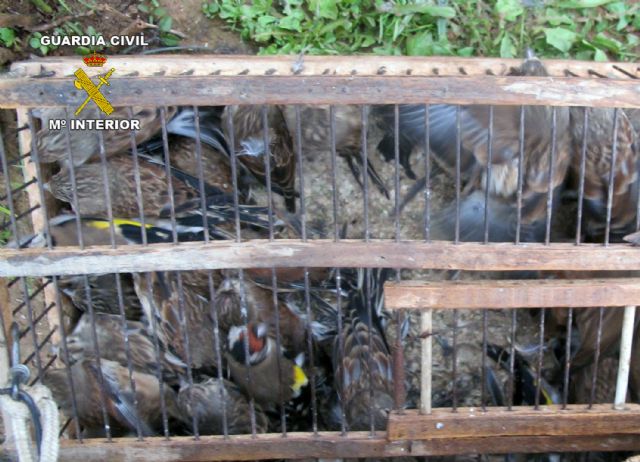 La Guardia Civil decomisa más de medio centenar de aves fringílidas capturadas furtivamente