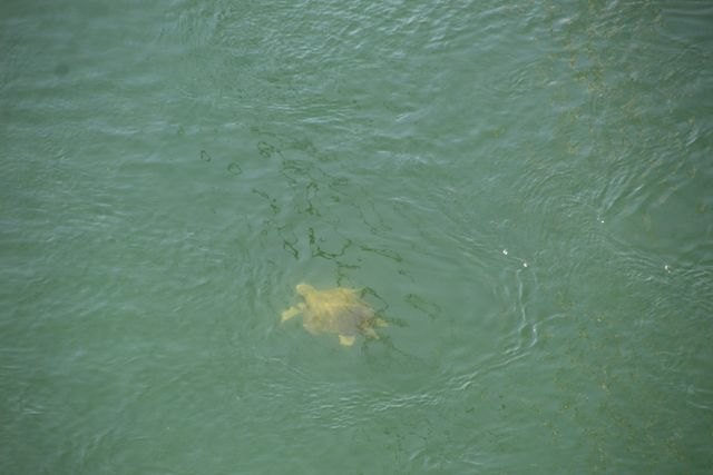 Ejemplar de tortuga marina fotografiado en el Canal del Estacio (Aurora Gil).