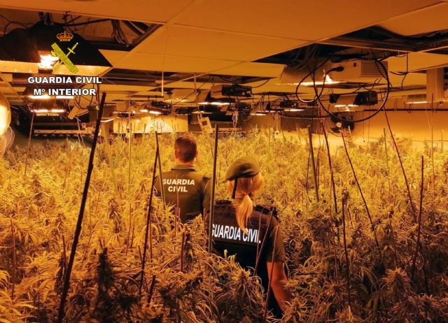La Guardia Civil desmantela un invernadero con 660 plantas de marihuana de gran tamaño en un chalet de San Javier